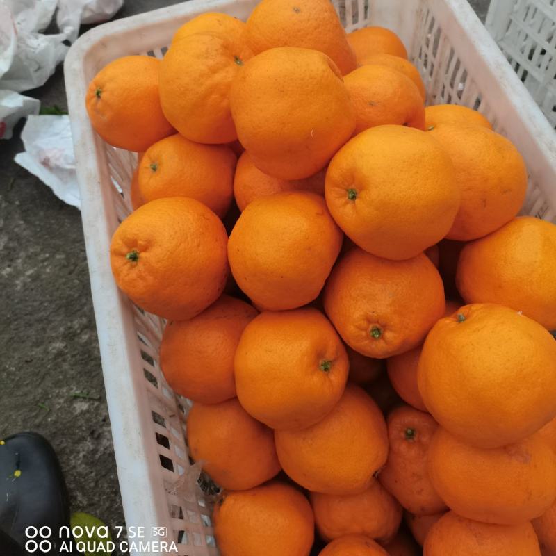 长江沿岸耙耙柑