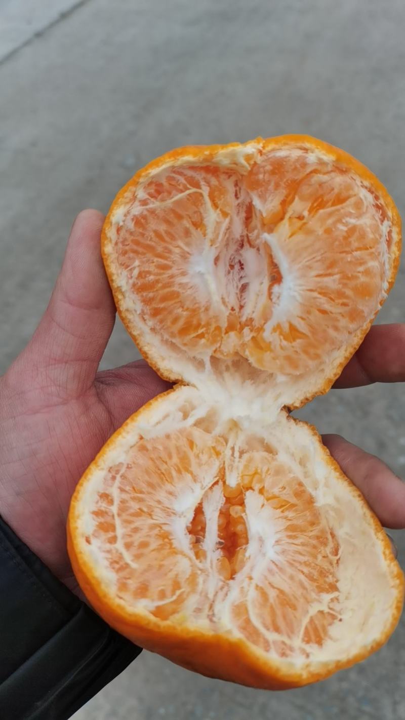 长江沿岸耙耙柑