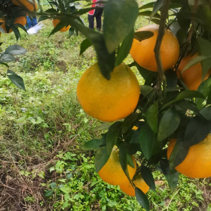 长江沿岸耙耙柑