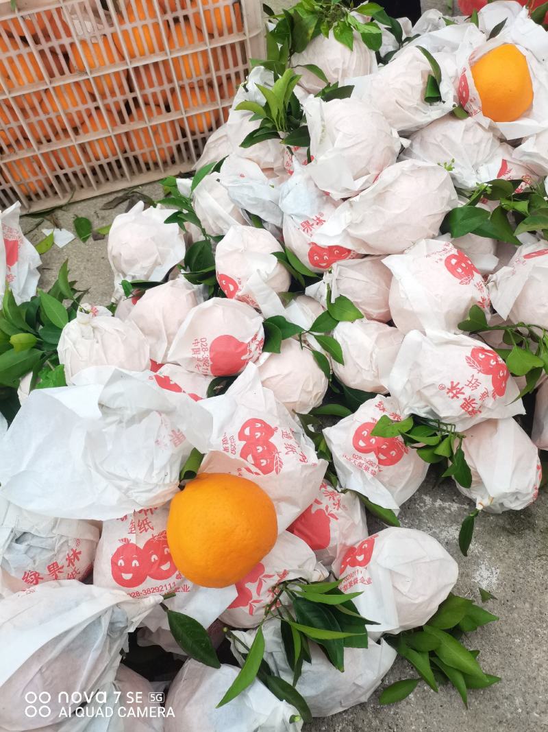长江沿岸耙耙柑