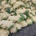 精品青梗白面小米粒有机花已上市欢迎各位老板前来采购