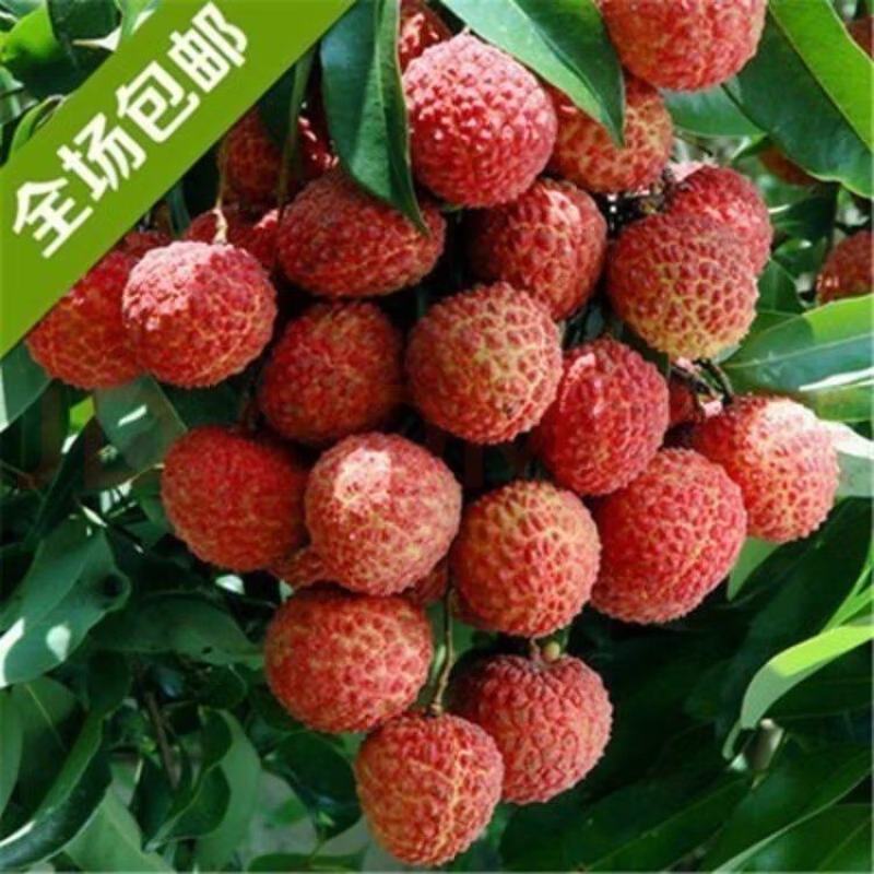 荔枝苗仙进奉荔枝苗妃子笑无核荔枝桂味