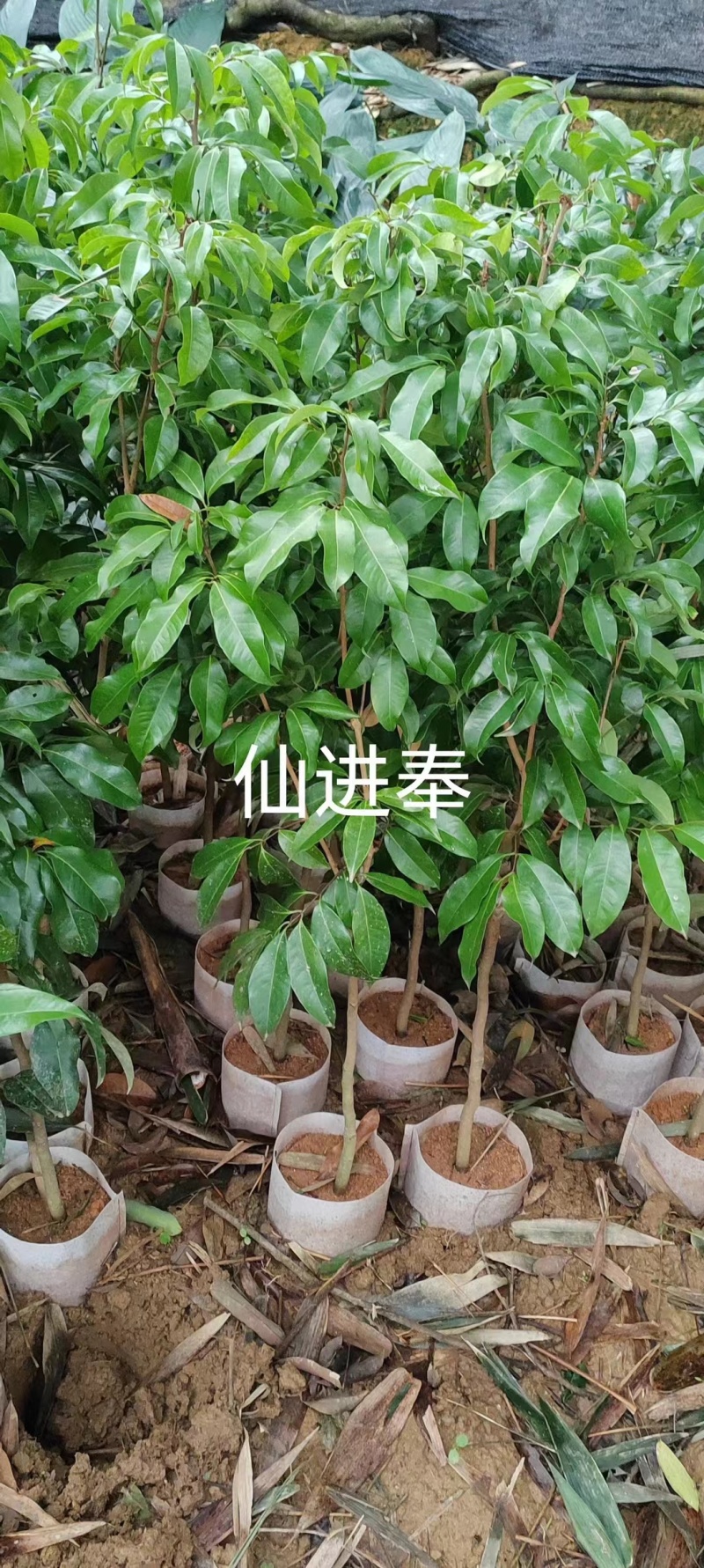 荔枝苗仙进奉荔枝苗妃子笑无核荔枝桂味