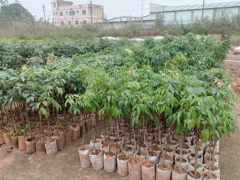 荔枝苗仙进奉荔枝苗妃子笑无核荔枝桂味