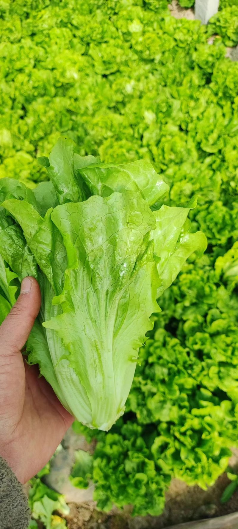 精品意大利生菜大量有货产地直发保证质量