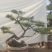 造型赤松盆景