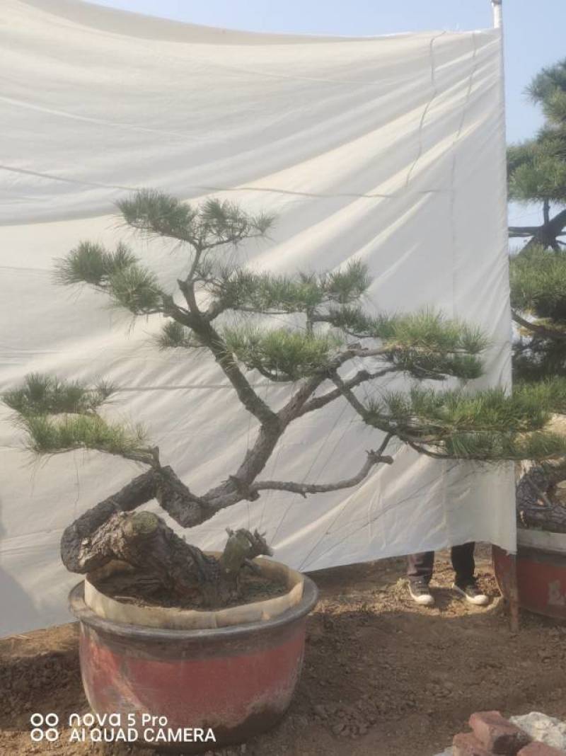 造型赤松盆景