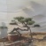 造型赤松盆景
