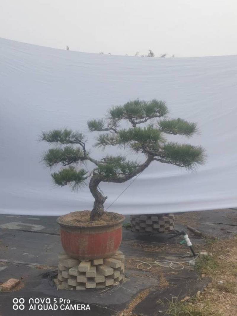 造型赤松盆景
