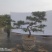 造型赤松盆景