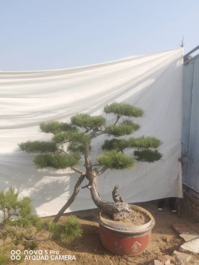 造型赤松盆景