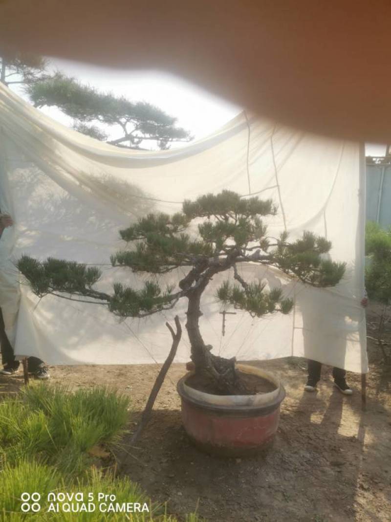 造型赤松盆景