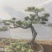 造型赤松盆景