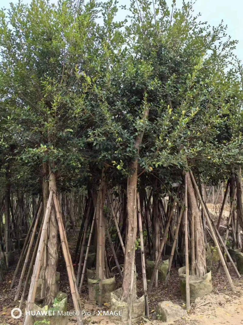 小叶榕
