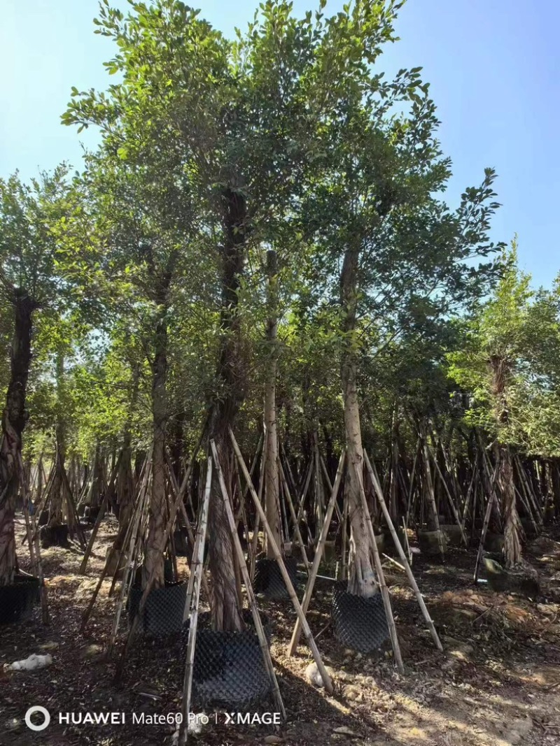 小叶榕