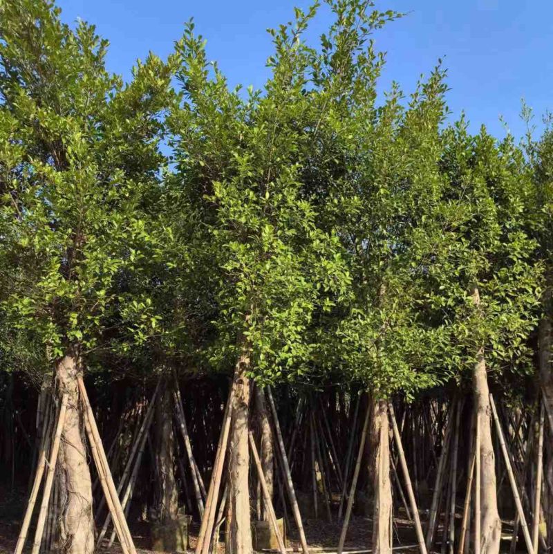 小叶榕