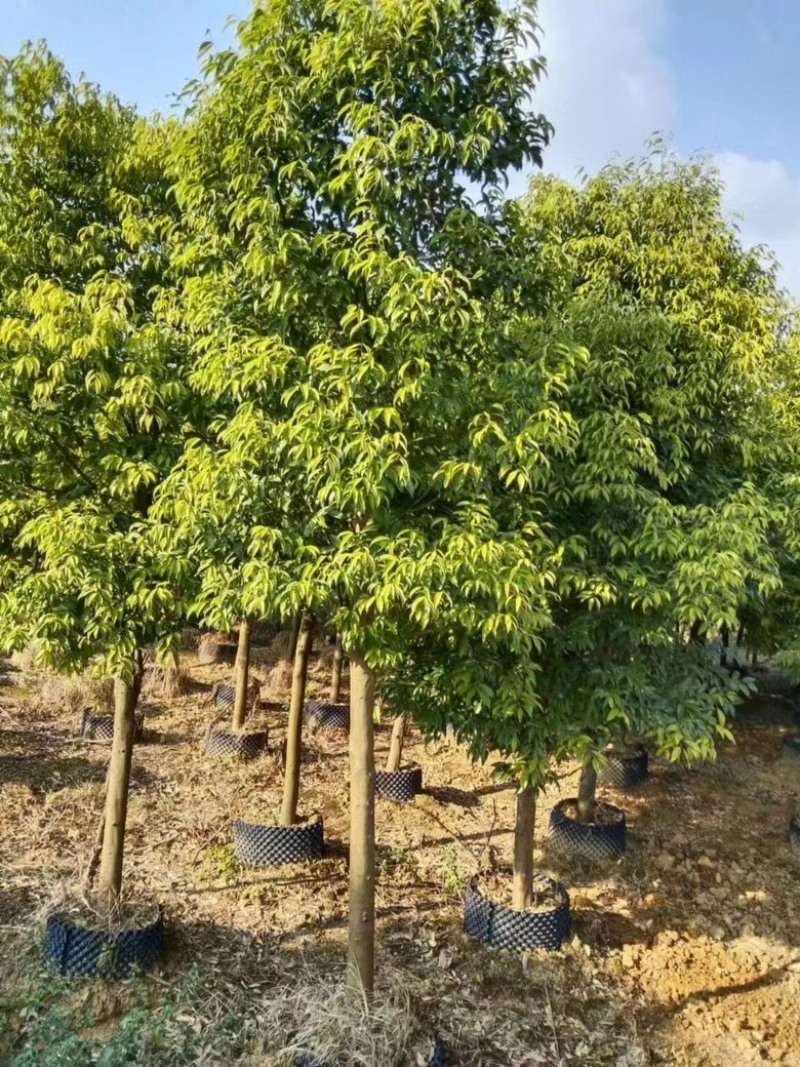 天竺桂