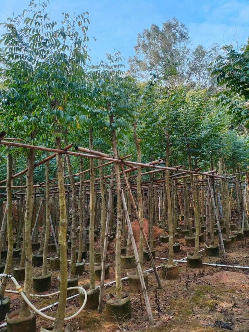 黄花梨
