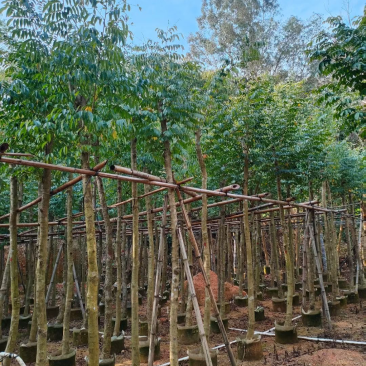 黄花梨