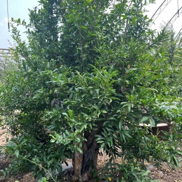 老桩石榴树，粗20—35公分