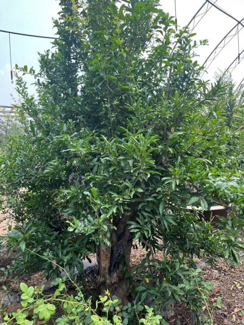 老桩石榴树，粗20—35公分