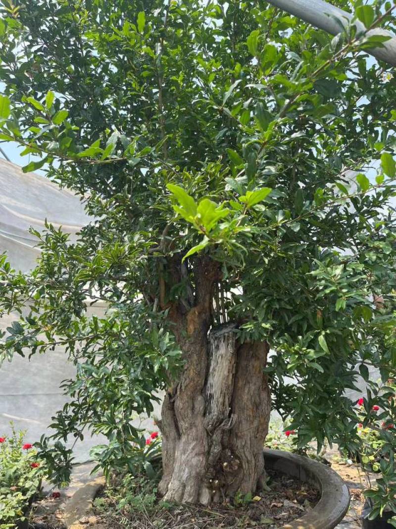 老桩石榴树，粗20—35公分