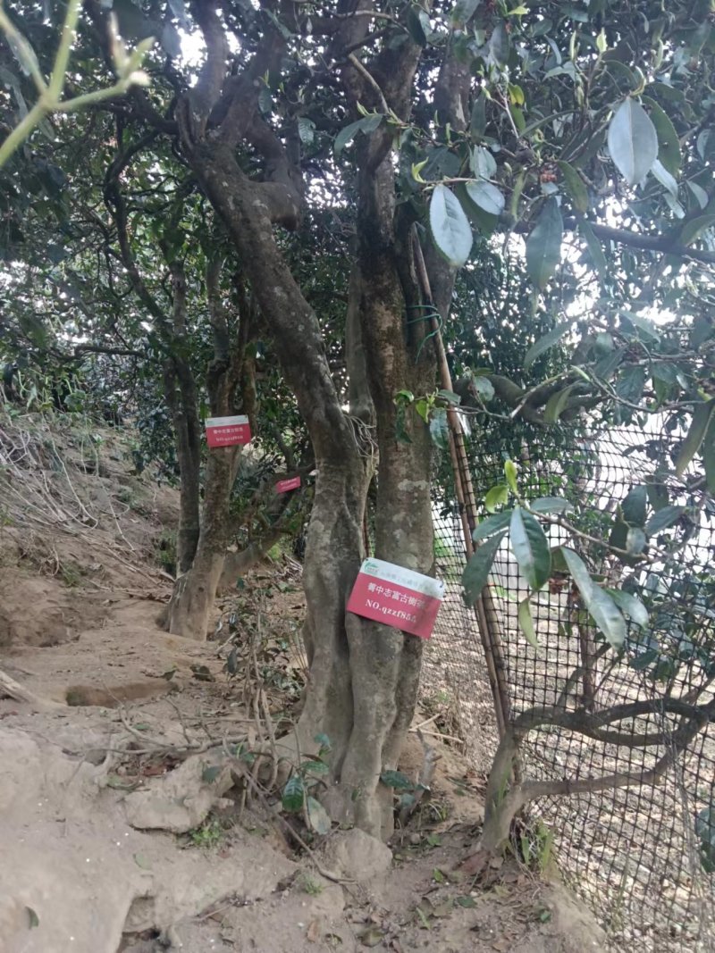 茶叶，产地直发，有各种品质的，一手货源