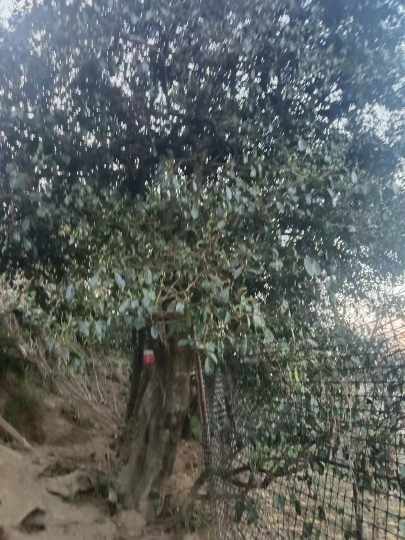 茶叶，产地直发，有各种品质的，一手货源