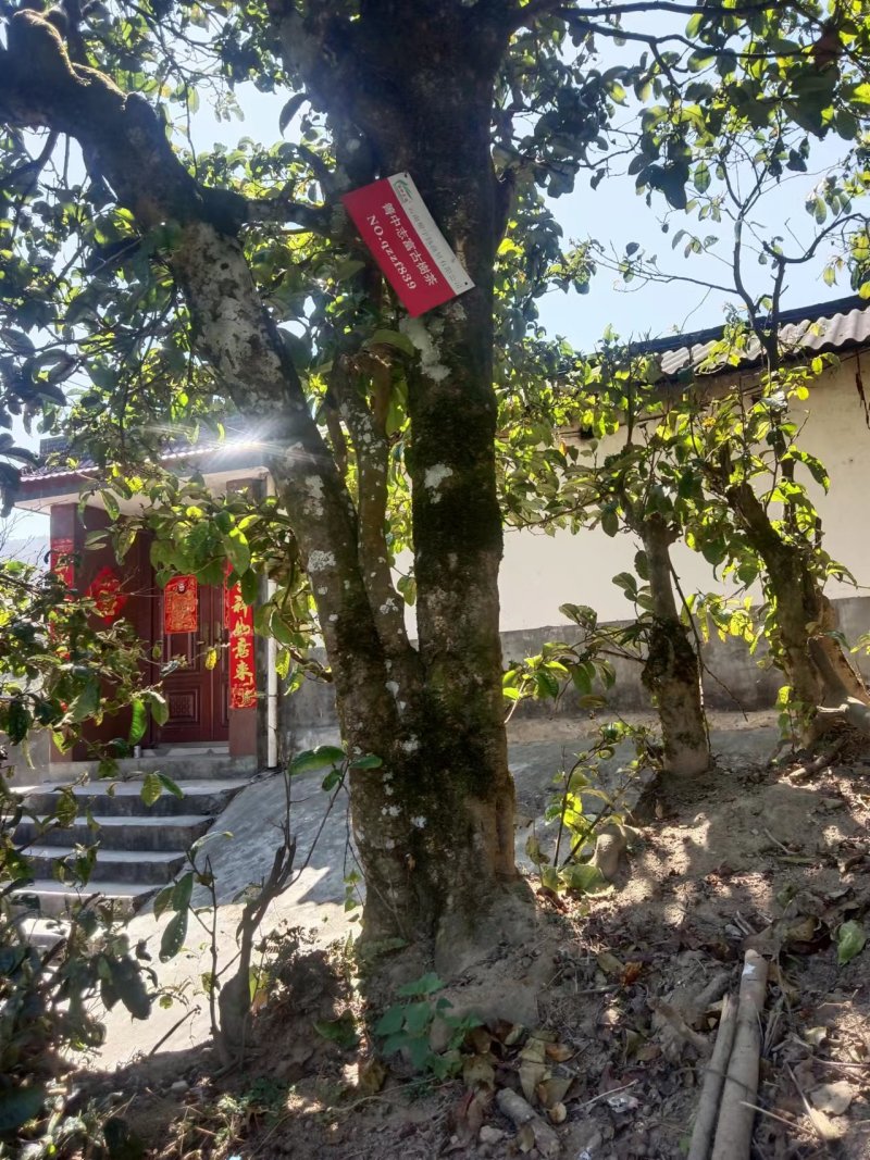 茶叶，产地直发，有各种品质的，一手货源