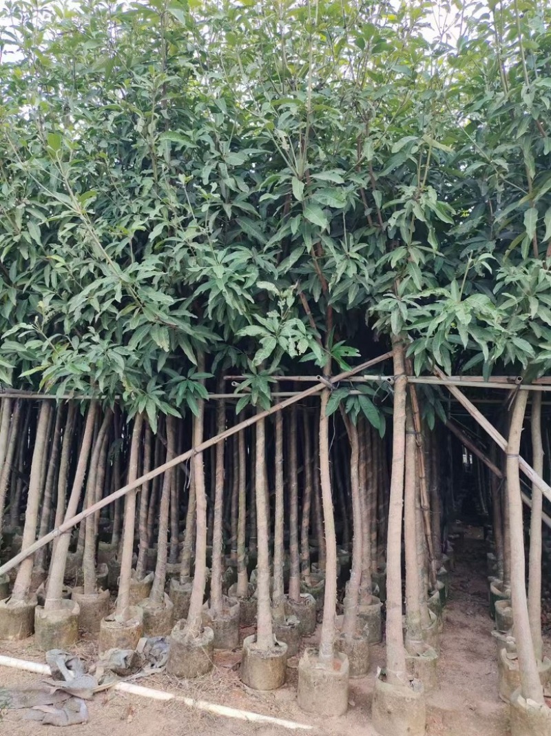 芒果树