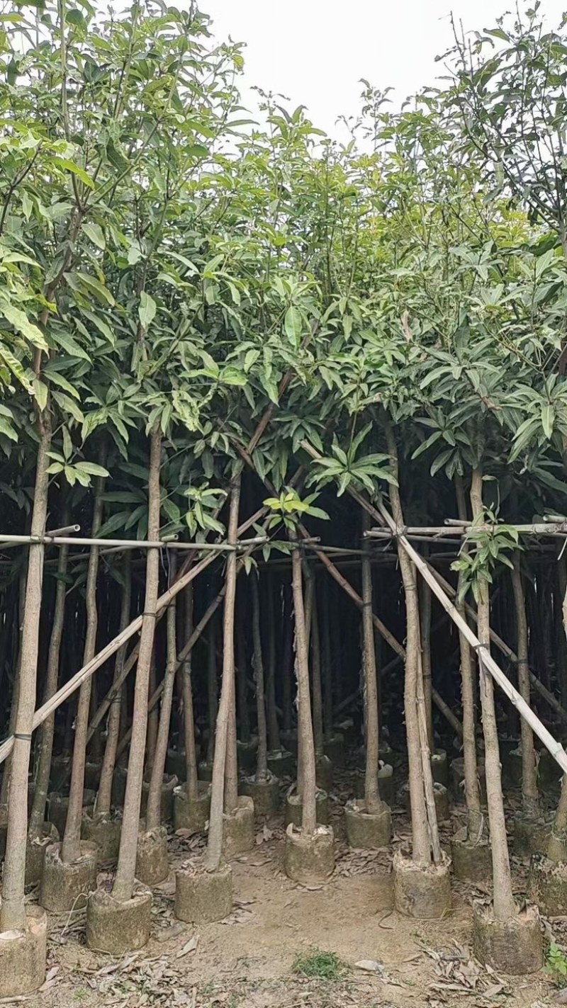 芒果树