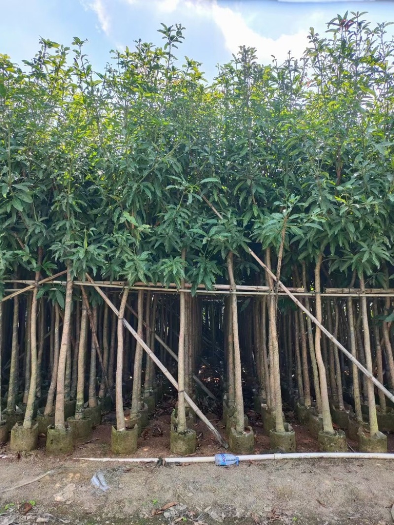 芒果树