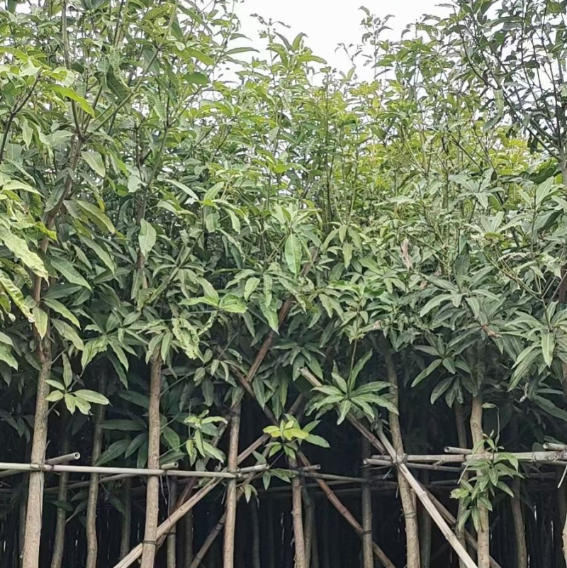 芒果树