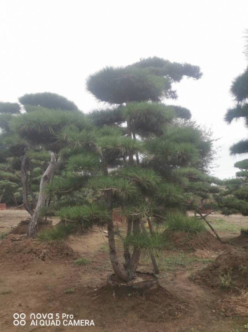 丛生造型油松，高2.5—3.5米