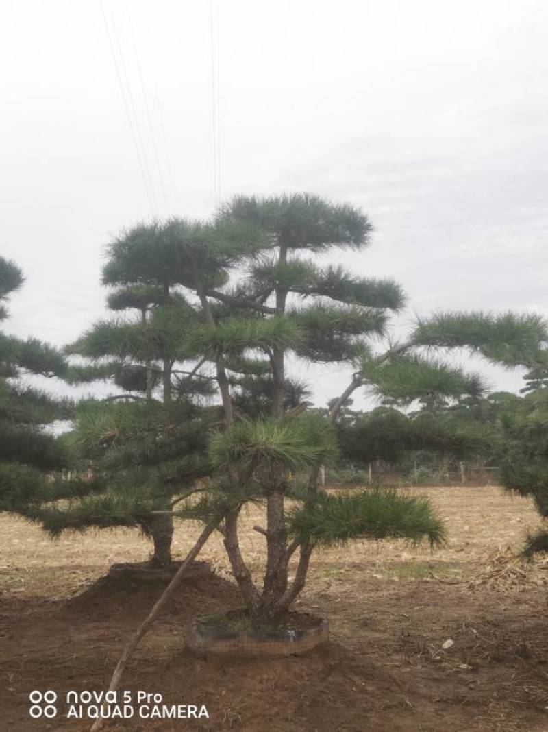 丛生造型油松，高2.5—3.5米