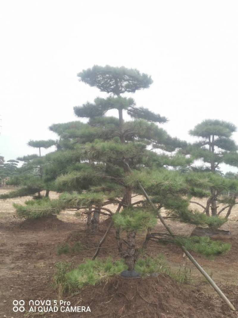 丛生造型油松，高2.5—3.5米