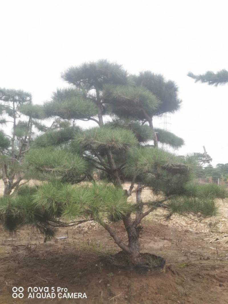 丛生造型油松，高2.5—3.5米