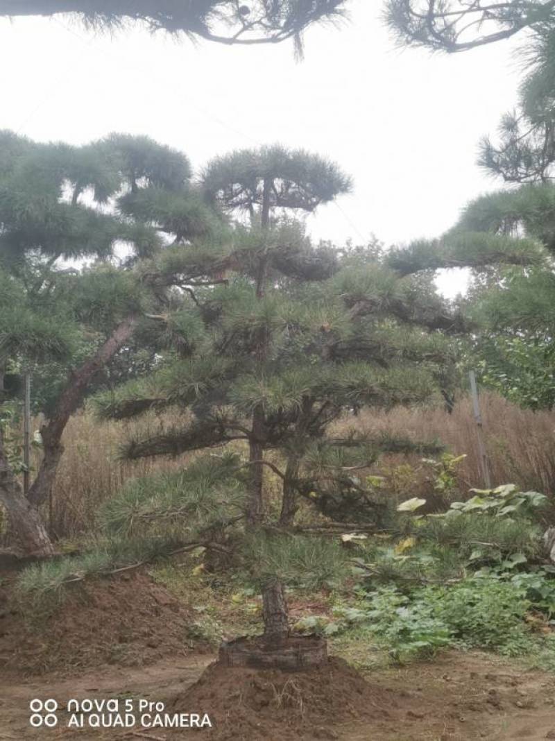 丛生造型油松，高2.5—3.5米