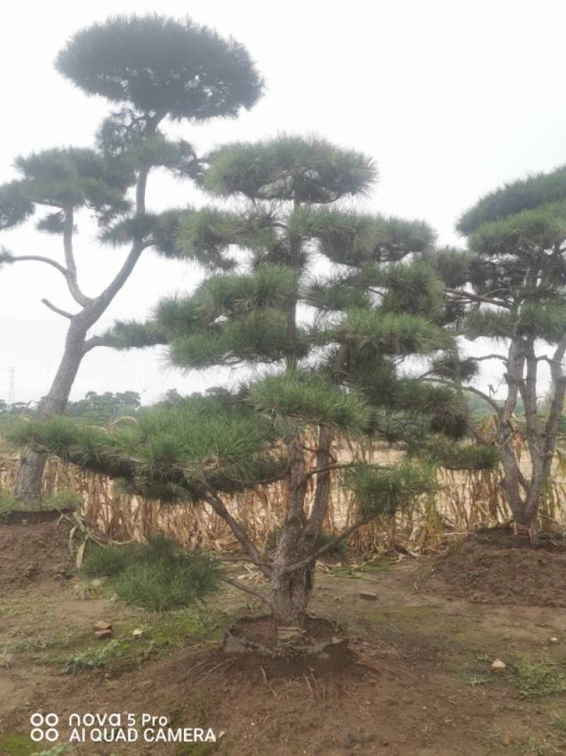 丛生造型油松，高2.5—3.5米