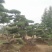 丛生造型油松，高2.5—3.5米