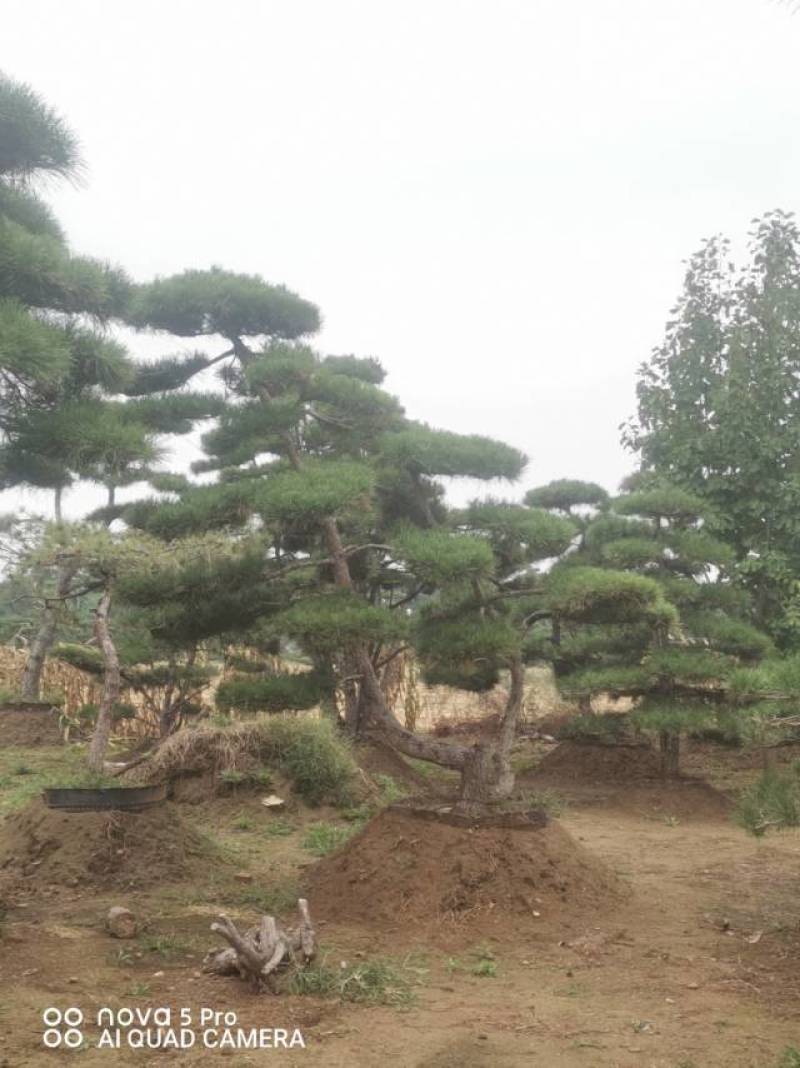 丛生造型油松，高2.5—3.5米