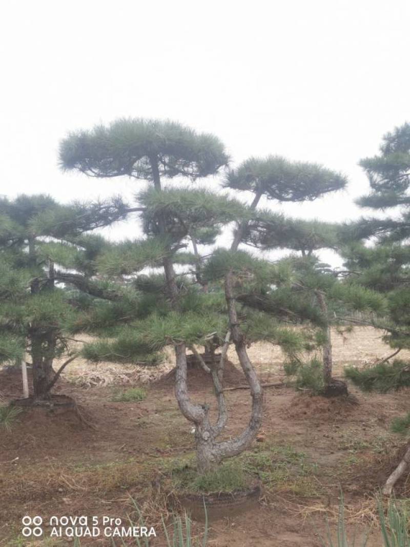 丛生造型油松，高2.5—3.5米