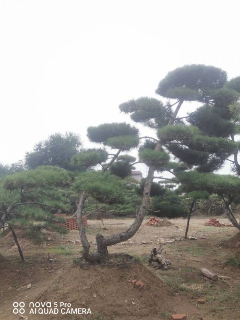 丛生造型油松，高2.5—3.5米