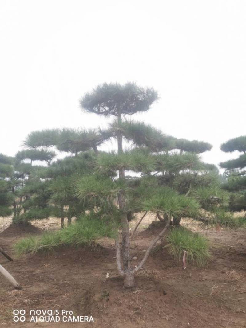 丛生造型油松，高2.5—3.5米