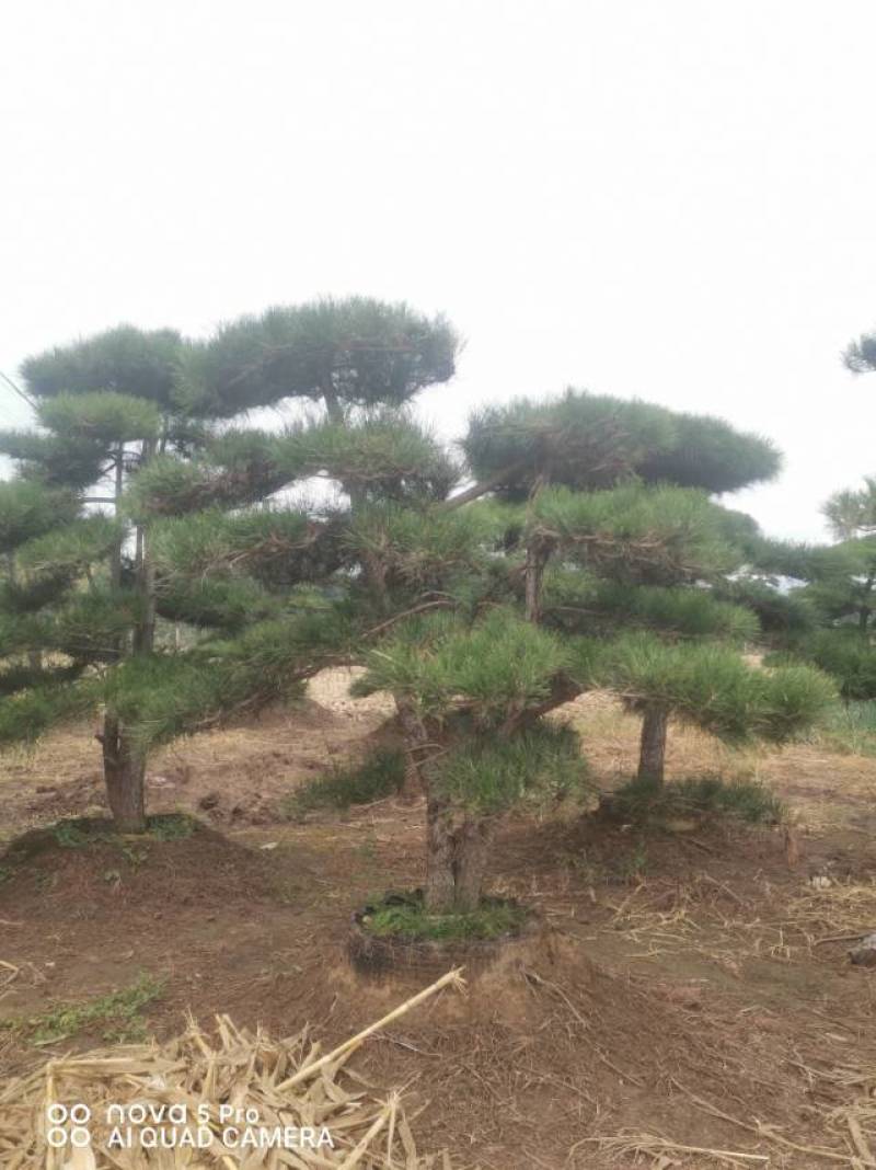 丛生造型油松，高2.5—3.5米
