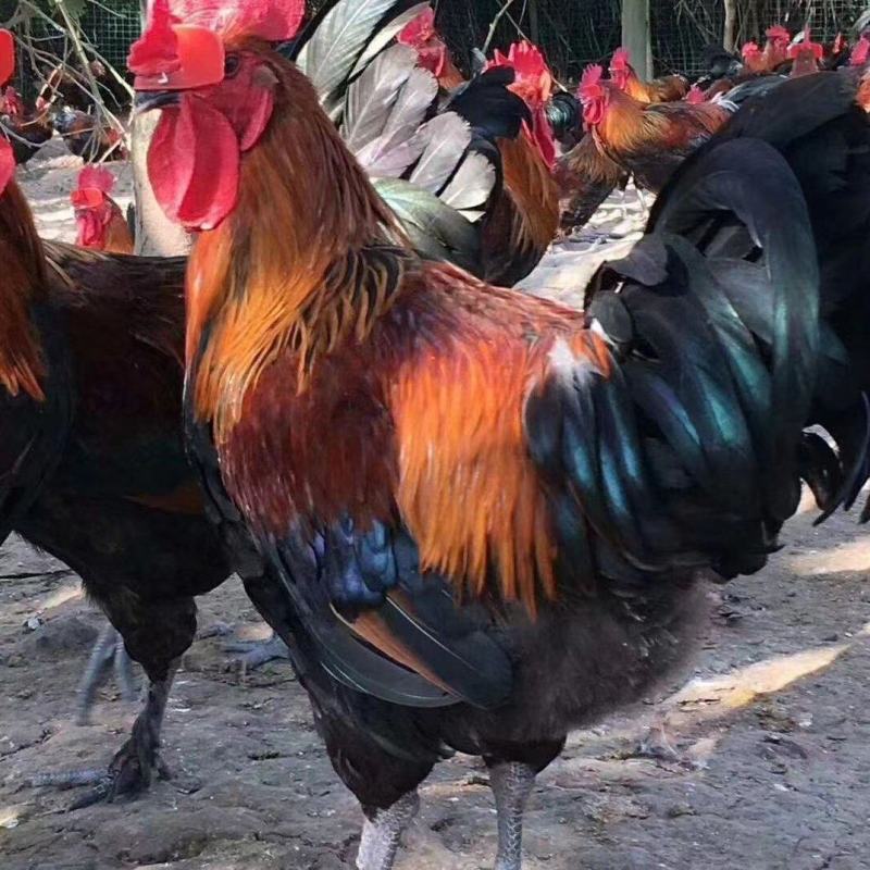 红瑶鸡苗黑瑶鸡苗包运输包成活基地直发