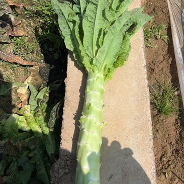 云南精品香笋无空心紫叶香莴笋量大质优品质保证