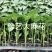 豫艺大麻花螺丝椒苗抗病大果结果多全螺亩产2万公斤商品性好