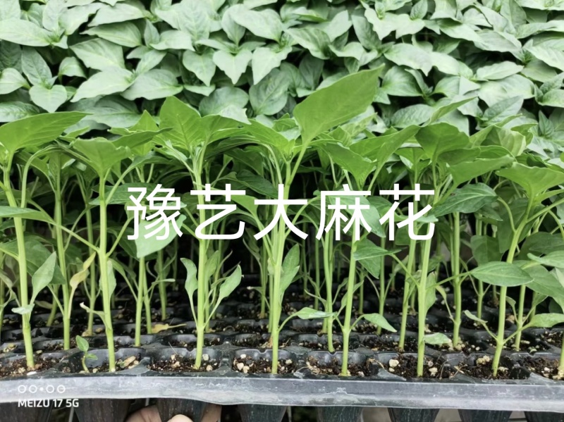 豫艺大麻花螺丝椒苗抗病大果结果多全螺亩产2万公斤商品性好