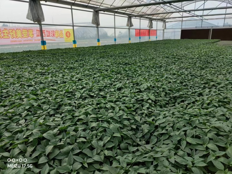 豫艺大麻花螺丝椒苗抗病大果结果多全螺亩产2万公斤商品性好